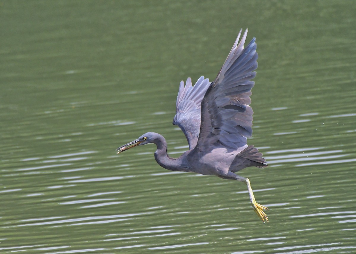 Чепура тихоокеанська - ML291762541