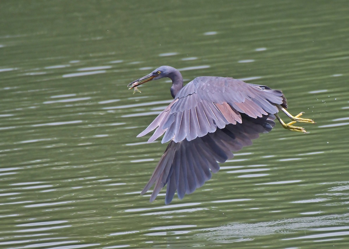 Чепура тихоокеанська - ML291762561