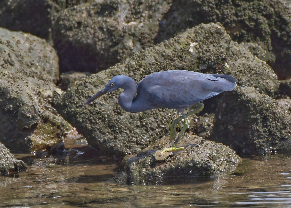 Чепура тихоокеанська - ML291762651