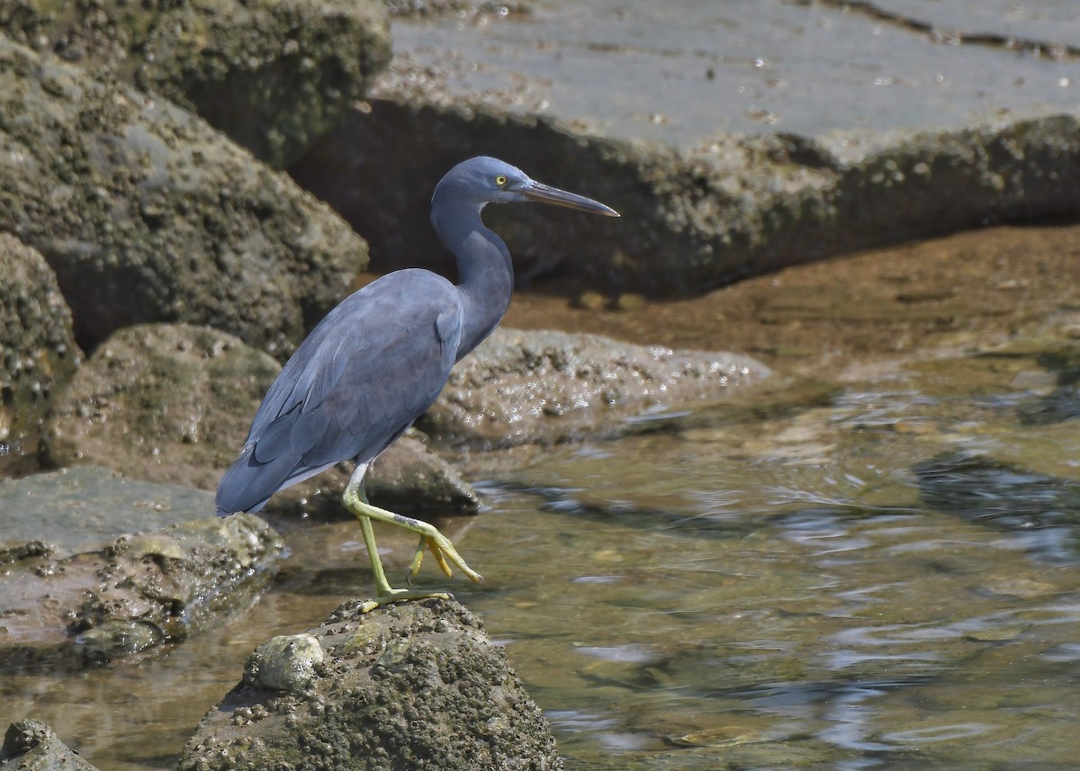 Чепура тихоокеанська - ML291762701