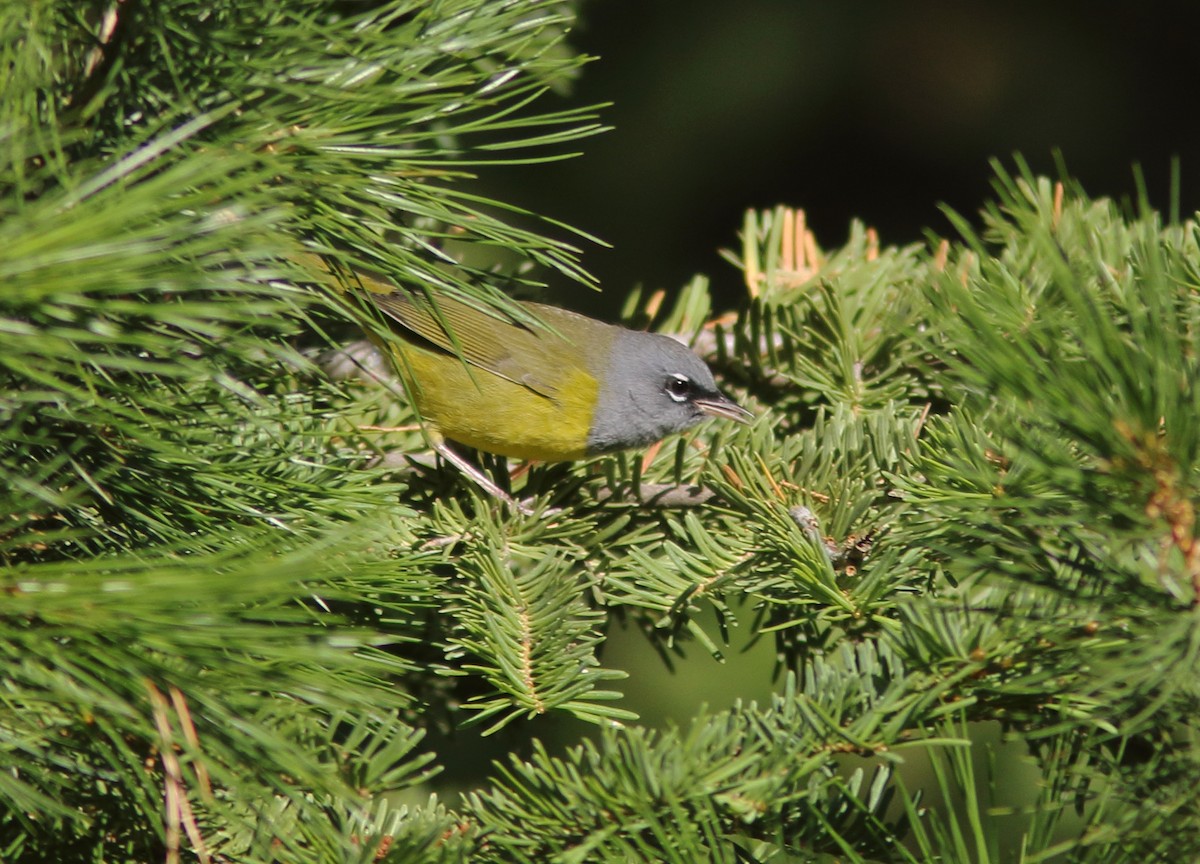 MacGillivray's Warbler - ML291762851