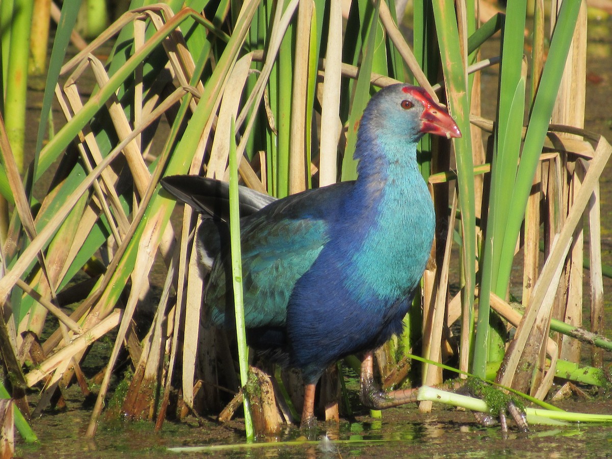 Gray-headed Swamphen - ML291765281