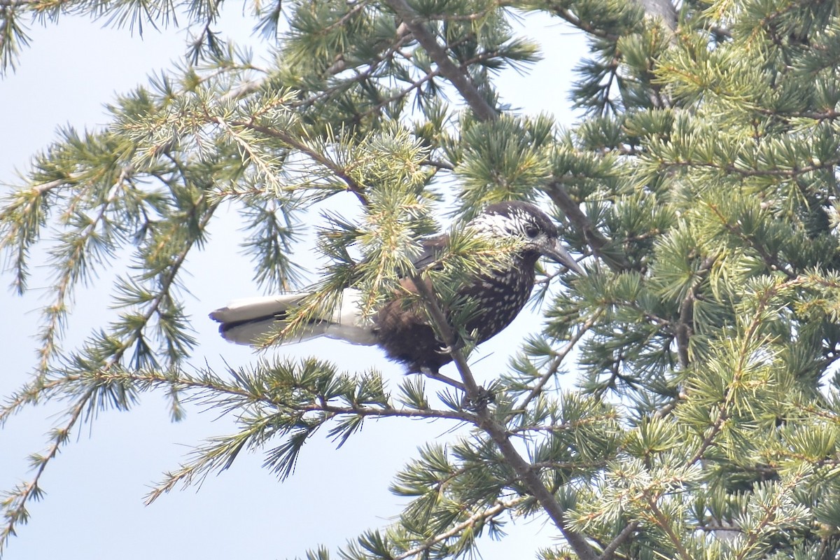 Eurasian Nutcracker - Samakshi Tiwari