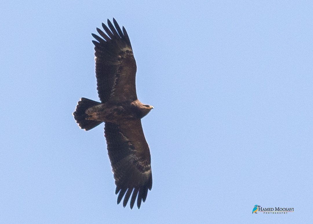 Lesser Spotted Eagle - ML291765381