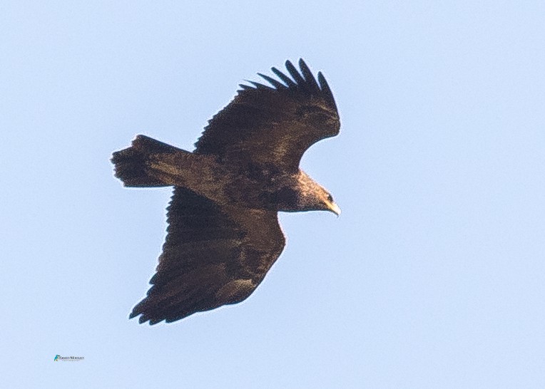 Lesser Spotted Eagle - SeyedHamed Mousavi