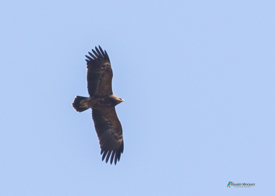 Lesser Spotted Eagle - ML291765481