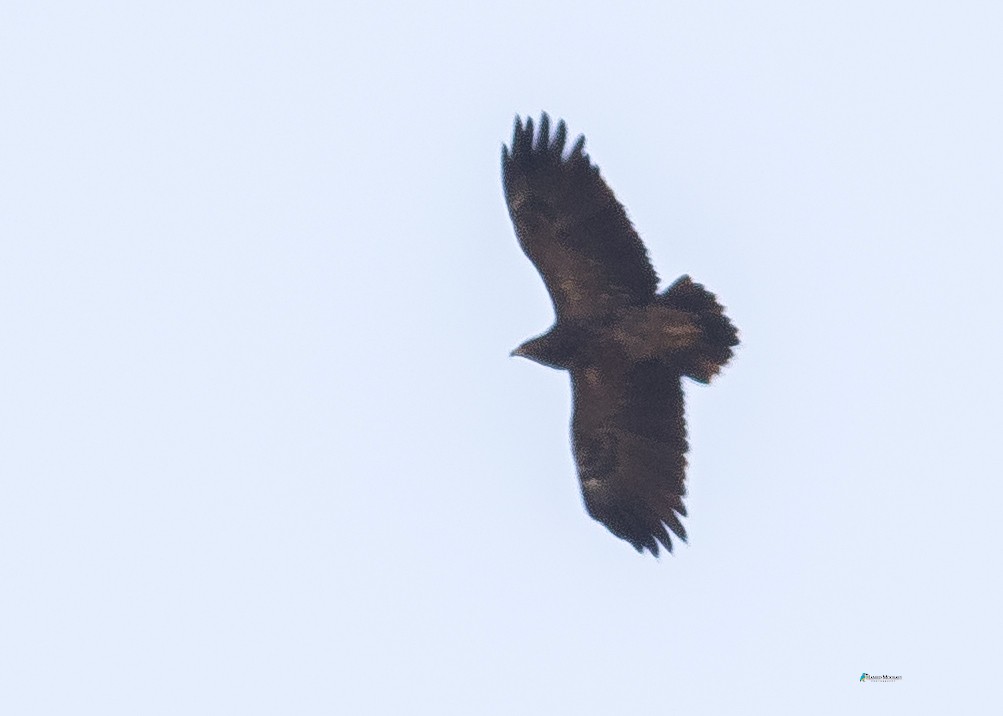 Lesser Spotted Eagle - ML291765491