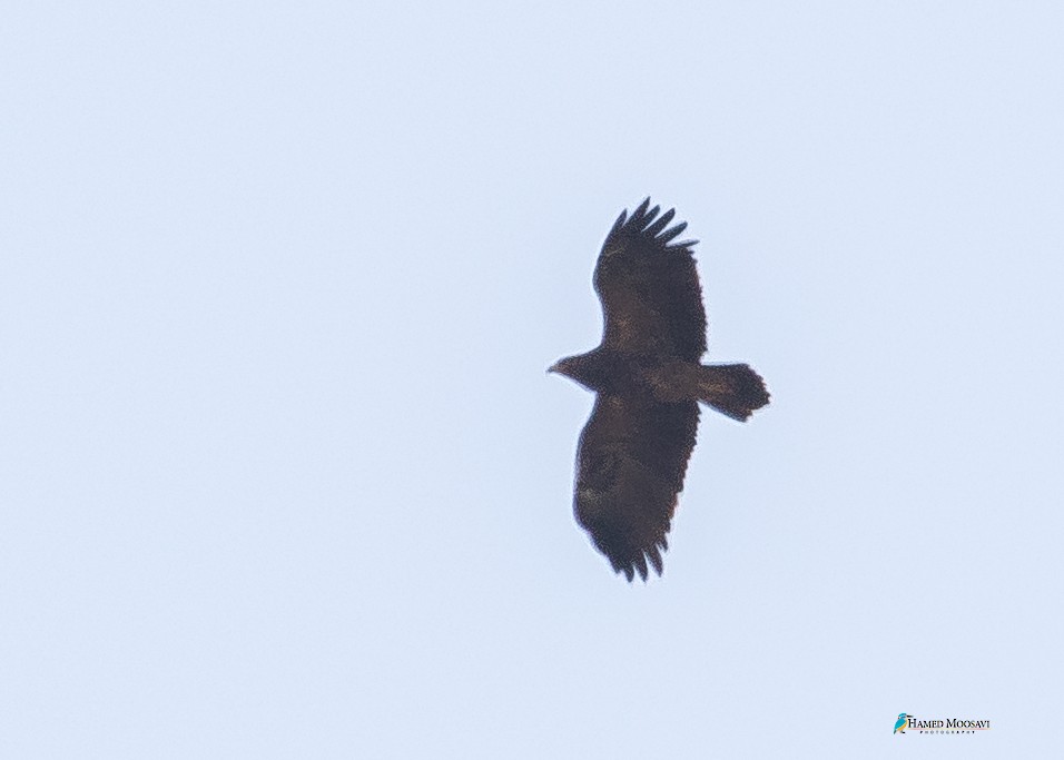 Lesser Spotted Eagle - ML291765501