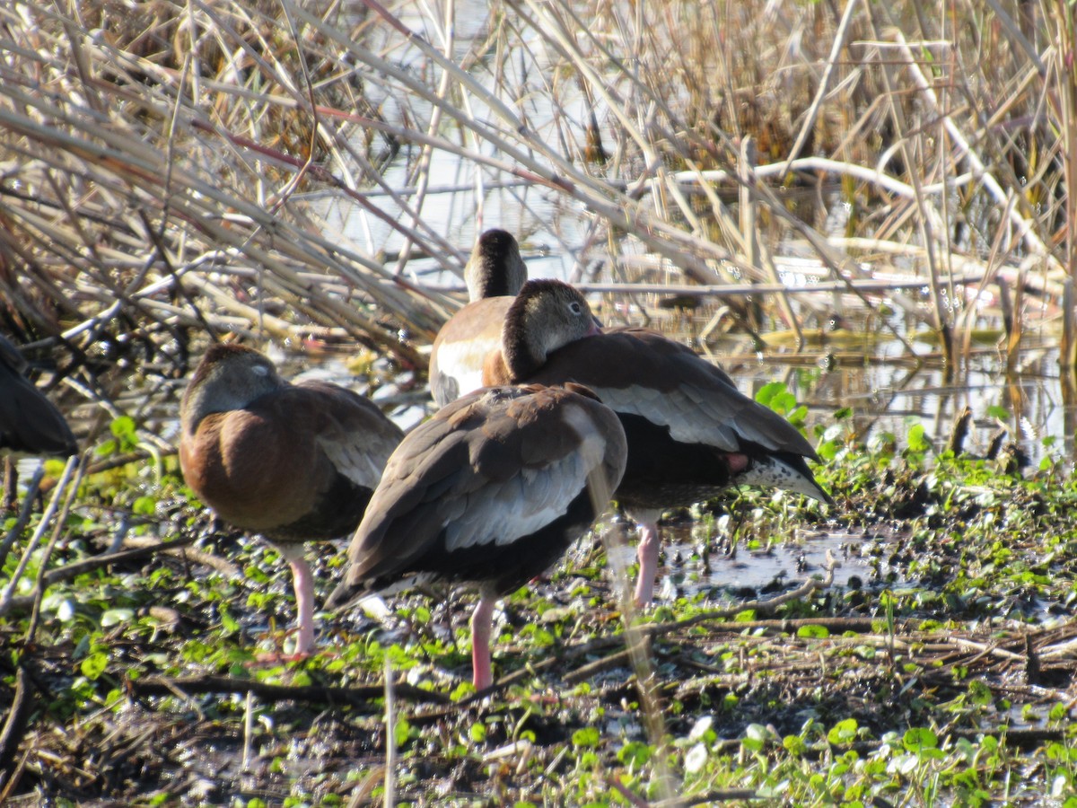 Black-bellied Whistling-Duck - ML291765591