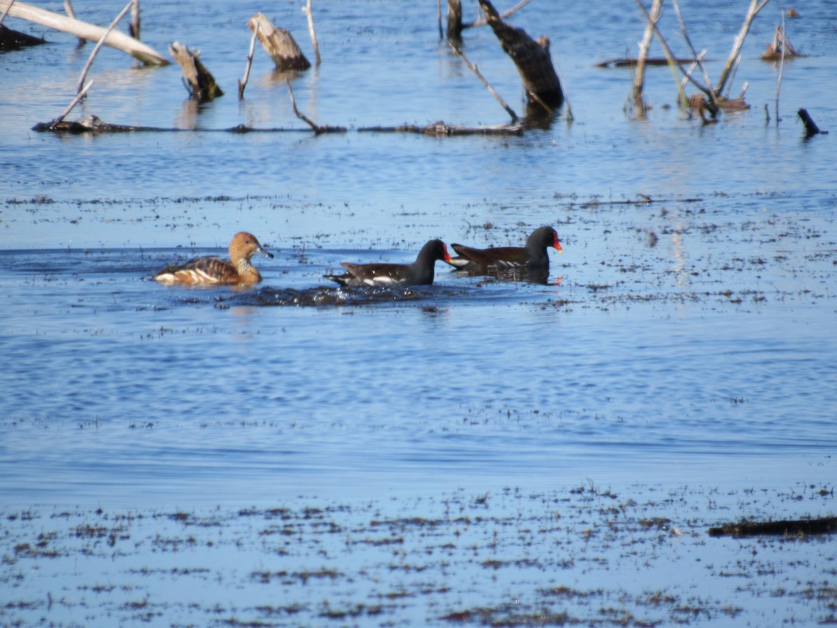 Fulvous Whistling-Duck - ML291765771