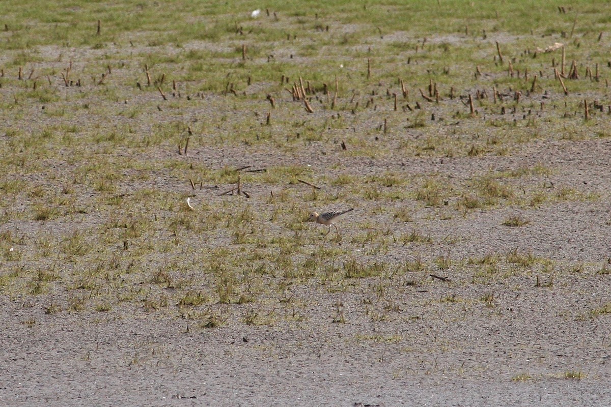 Buff-breasted Sandpiper - ML291767271