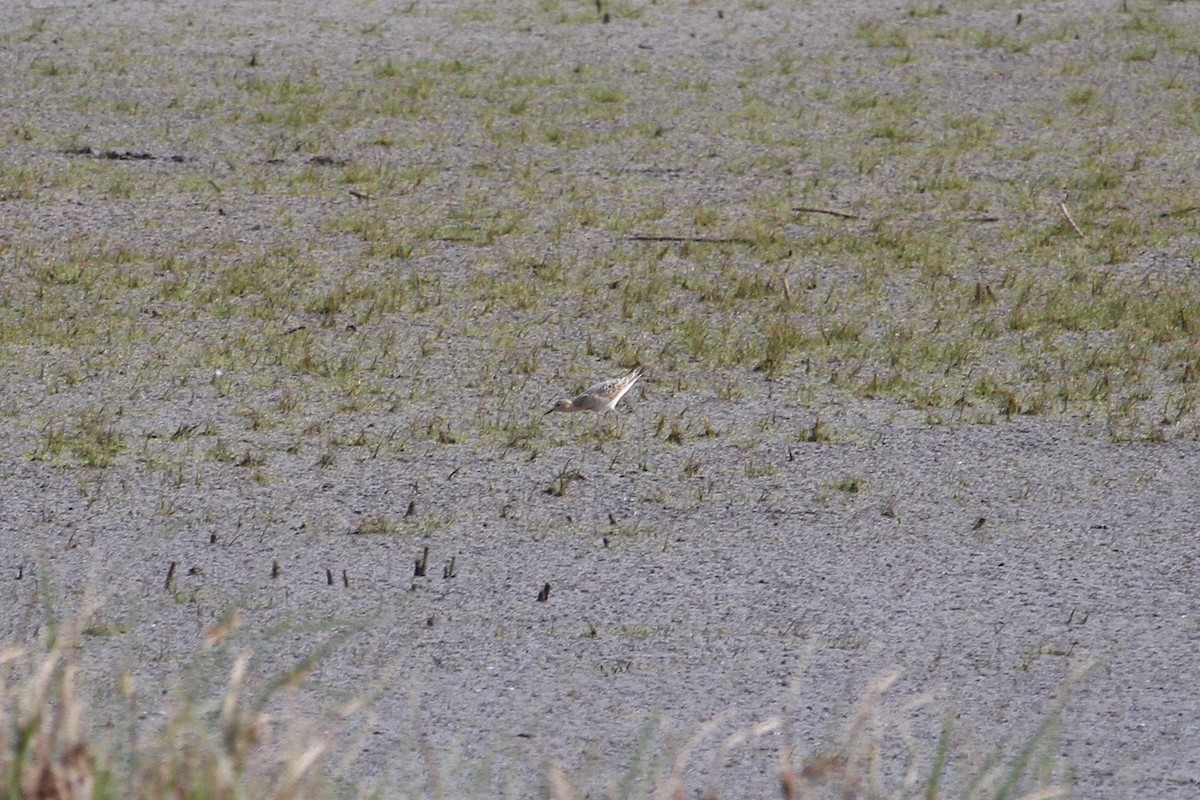 Buff-breasted Sandpiper - Loyan Beausoleil