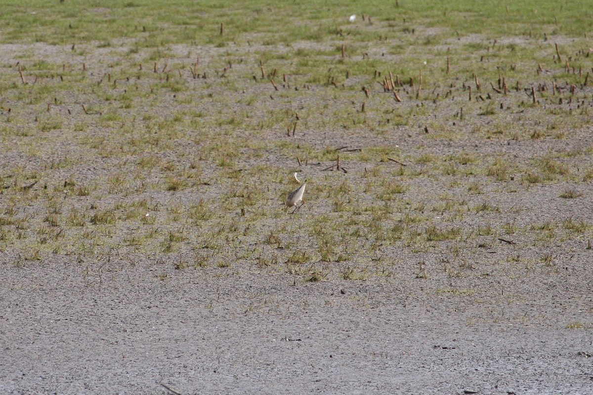 Buff-breasted Sandpiper - ML291767291