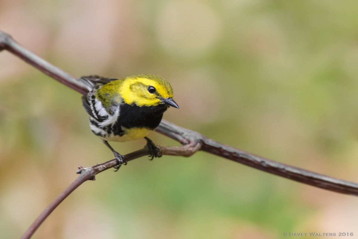 Black-throated Green Warbler - ML29176781