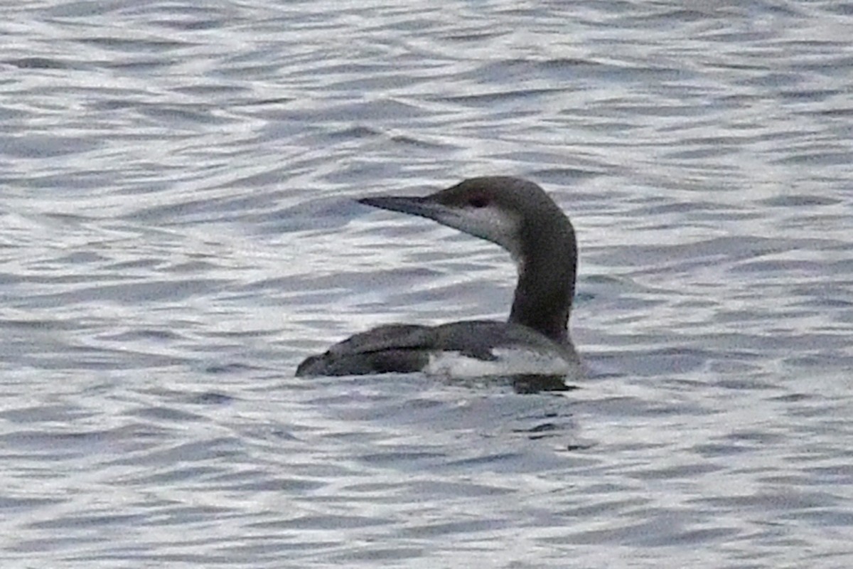 Arctic Loon - Gerd Schön