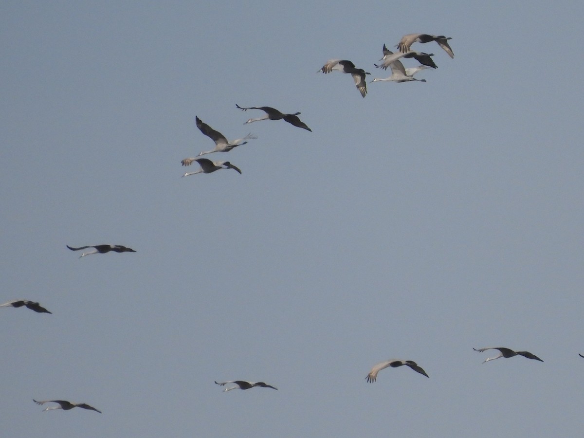 Sandhill Crane - ML291772561