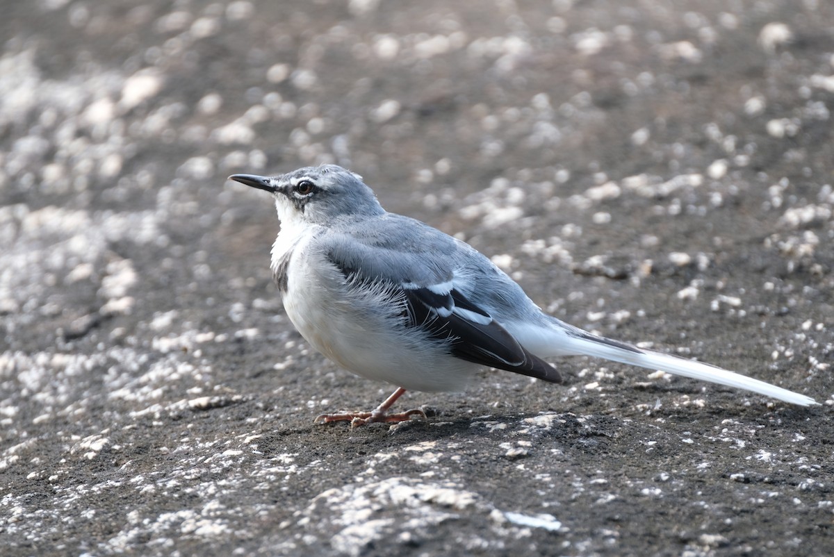 Mountain Wagtail - Lisa Fraser