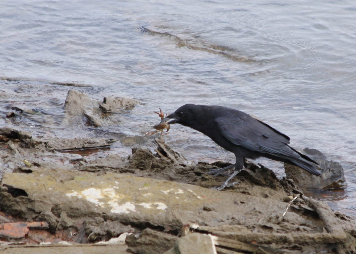 American Crow - ML291774611