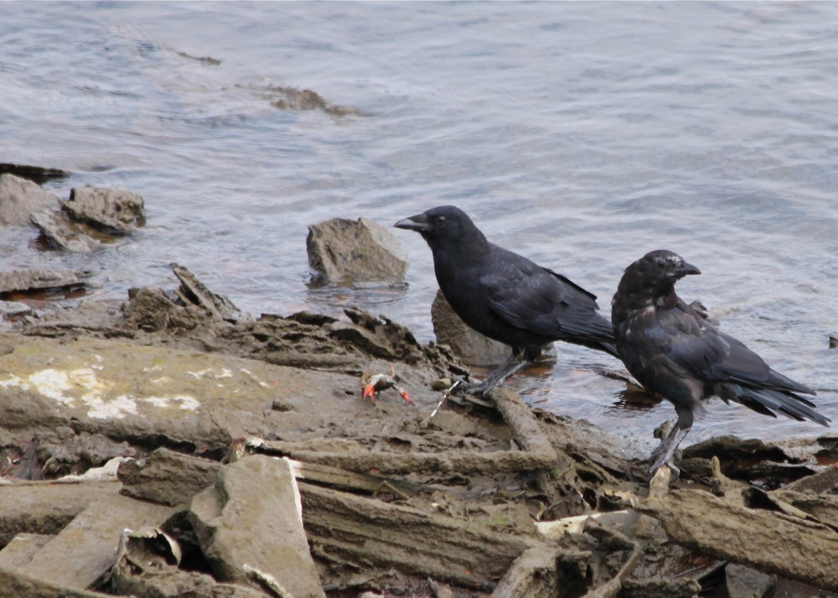 American Crow - Jen Sanford