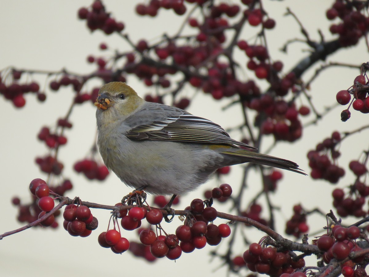 Pine Grosbeak - ML291775751