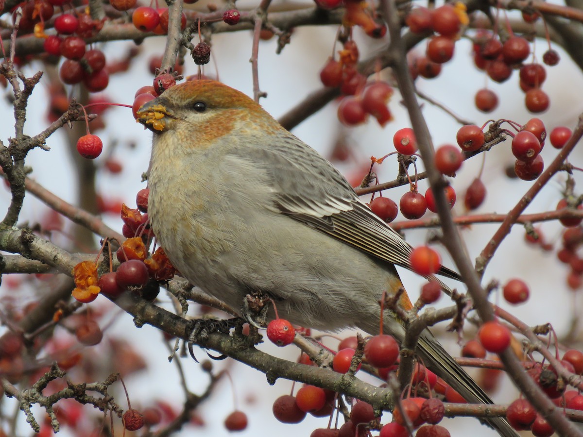 Pine Grosbeak - ML291775821