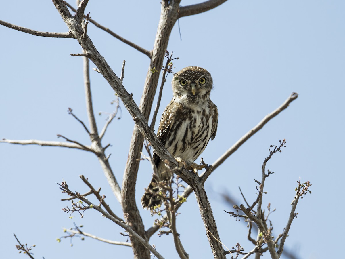 Pearl-spotted Owlet - ML291777051