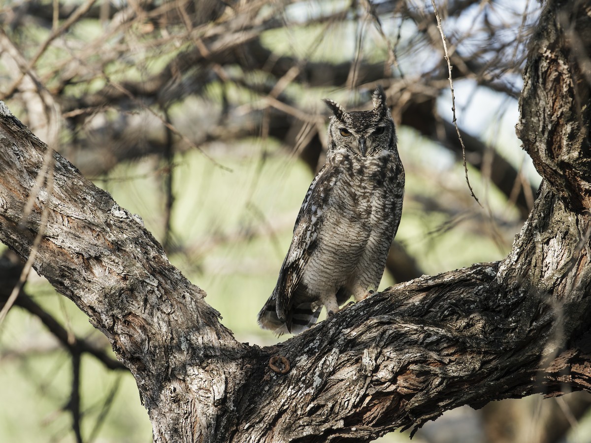 Spotted Eagle-Owl - ML291778291