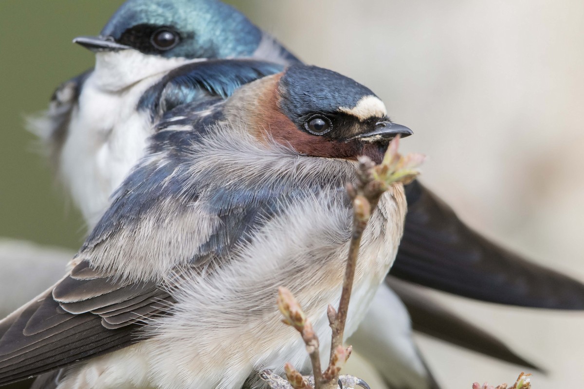 Cliff Swallow - Bradley Hacker 🦜