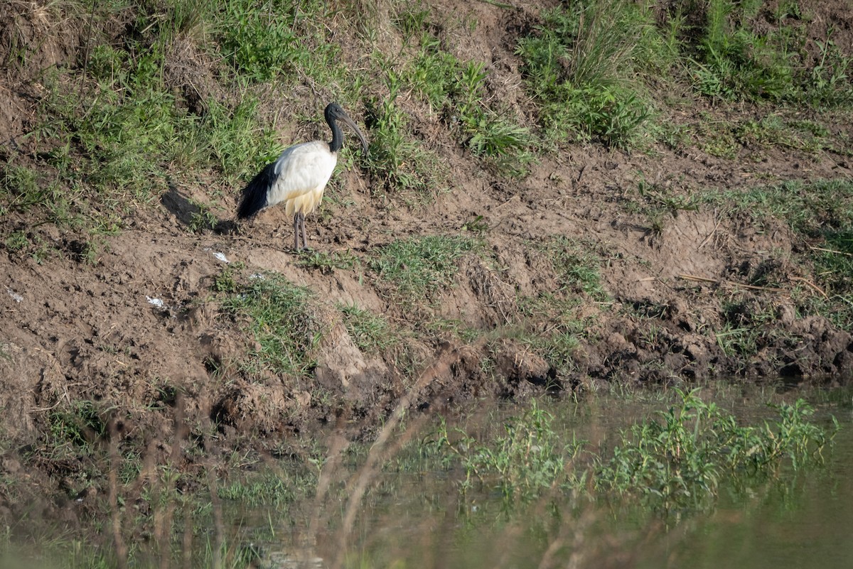 African Sacred Ibis - Alistair Routledge