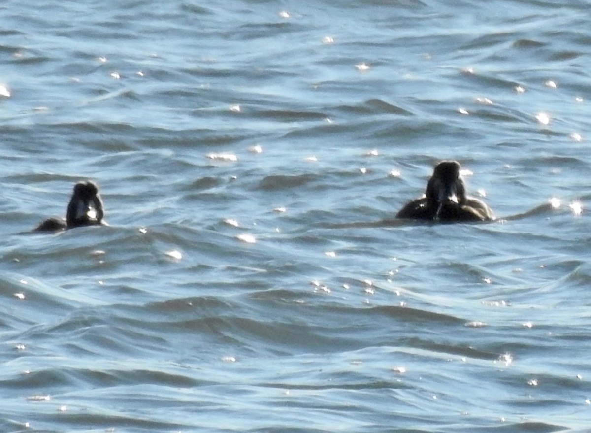 Greater Scaup - ML291781651