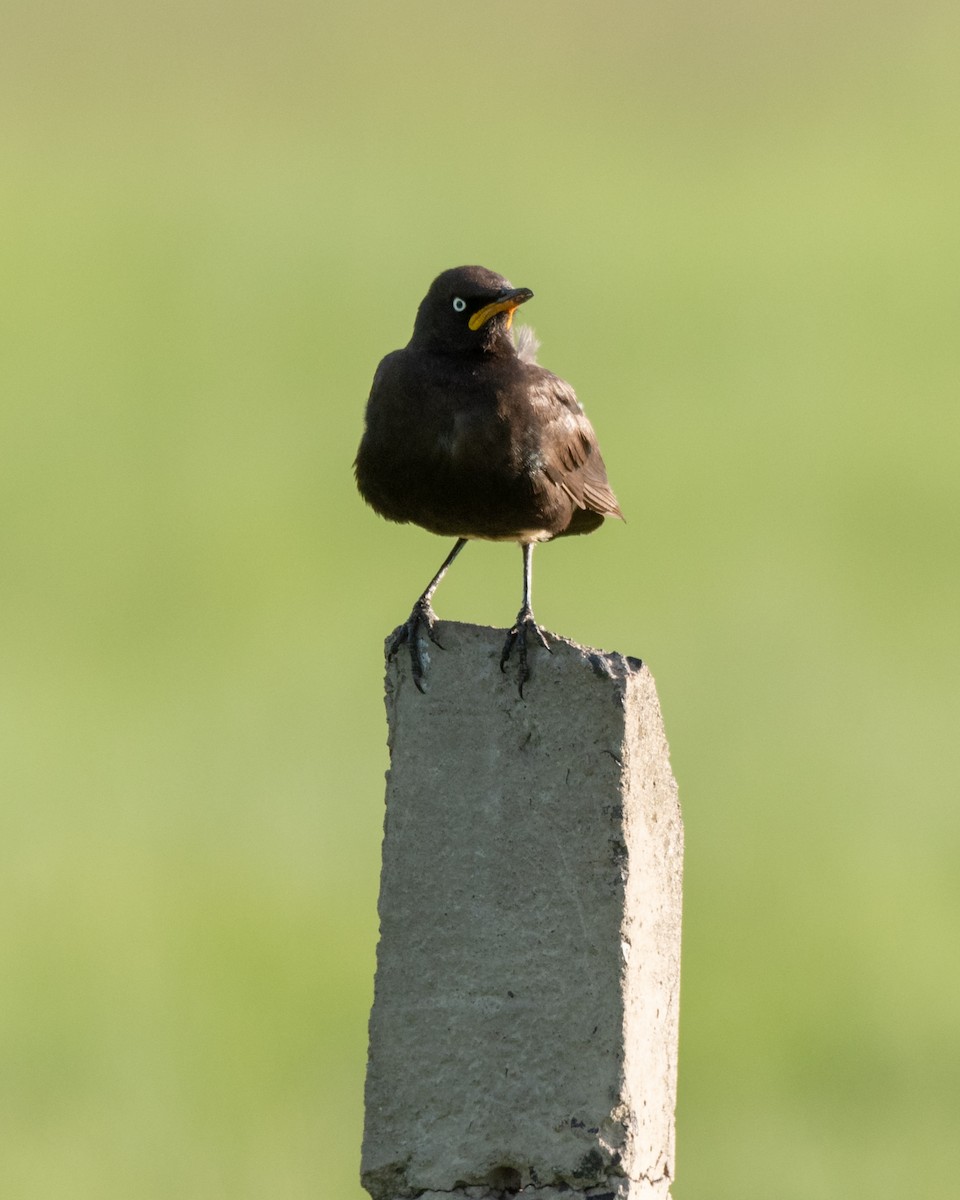 African Pied Starling - ML291781961