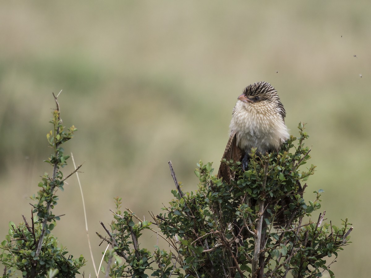 White-browed Coucal (White-browed) - ML291782851