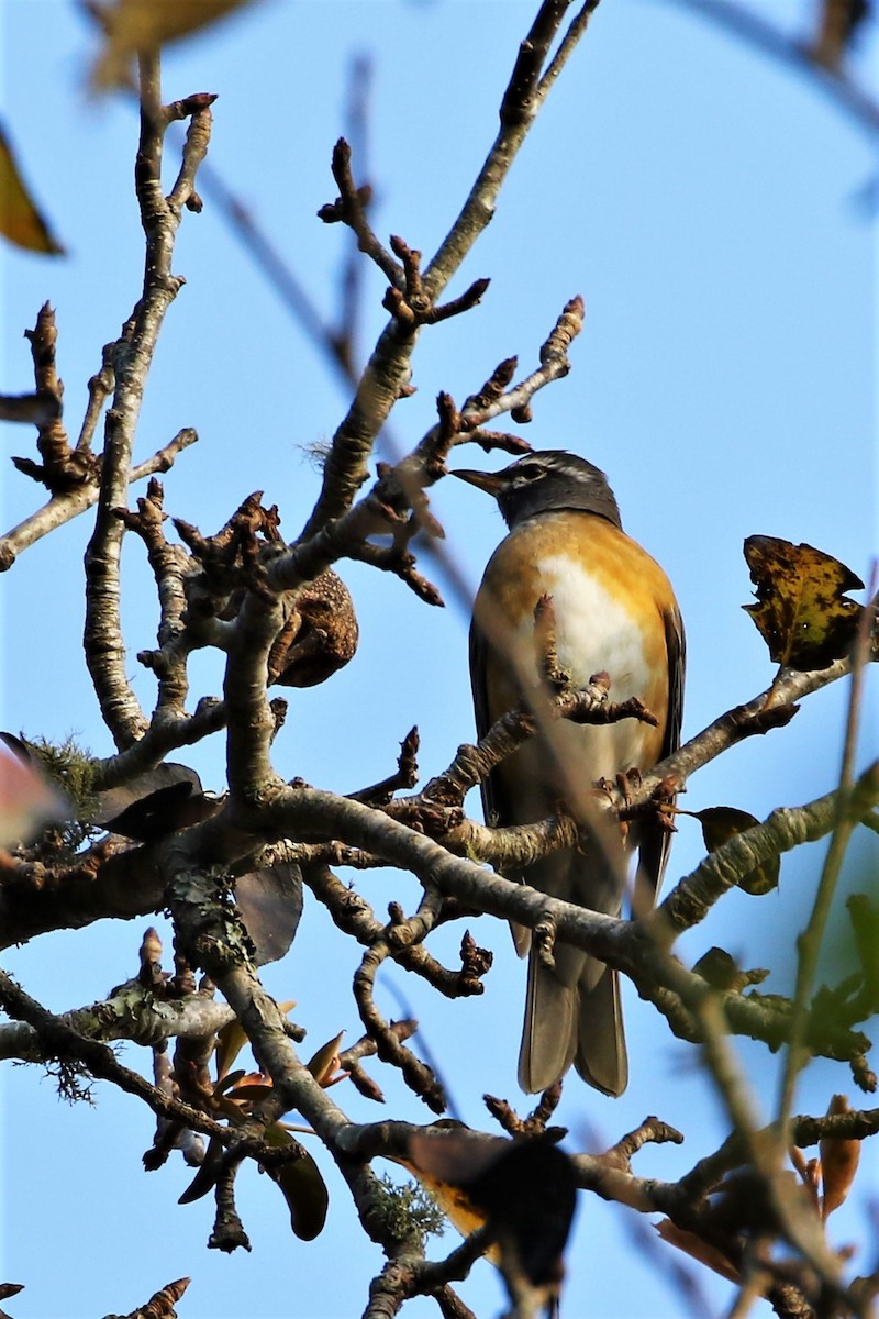 Халиун хөөндэй - ML291783491