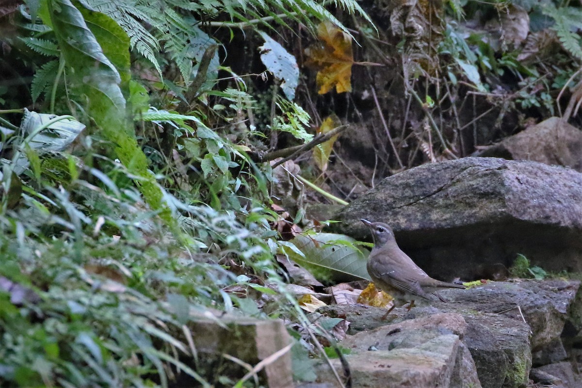 Халиун хөөндэй - ML291783531