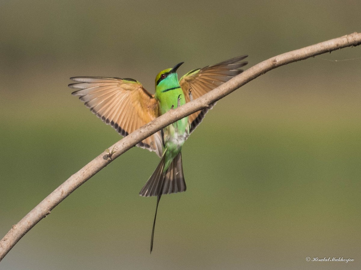 Asian Green Bee-eater - ML291784071