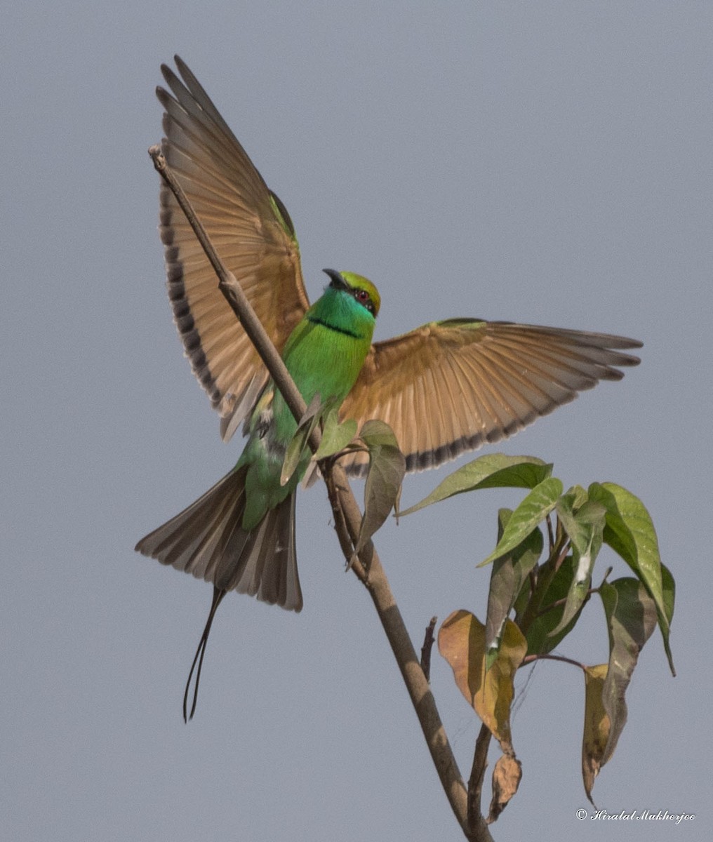 Asian Green Bee-eater - ML291784081