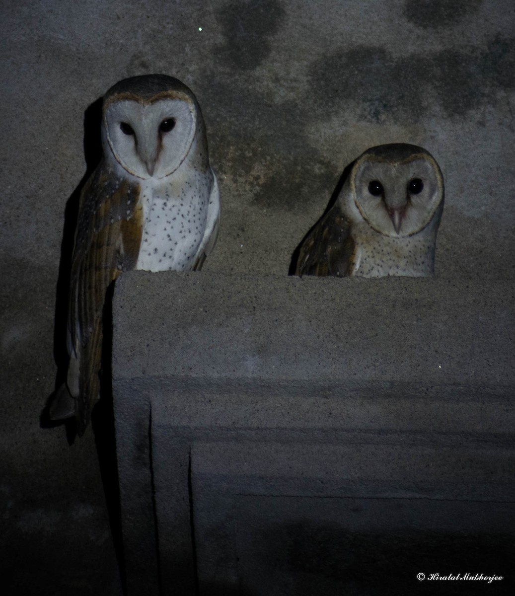 Barn Owl - ML291785711