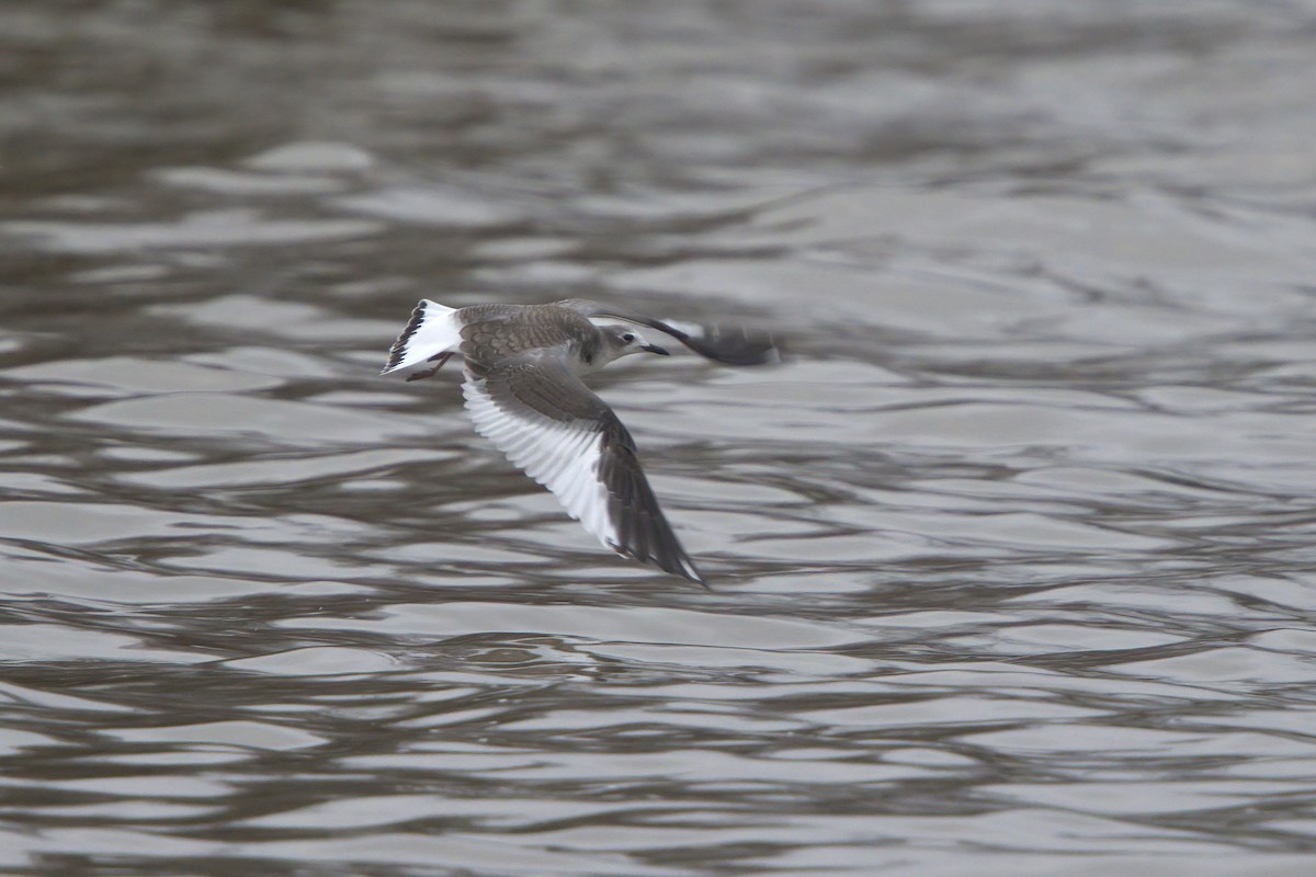 Sabine's Gull - ML291786141