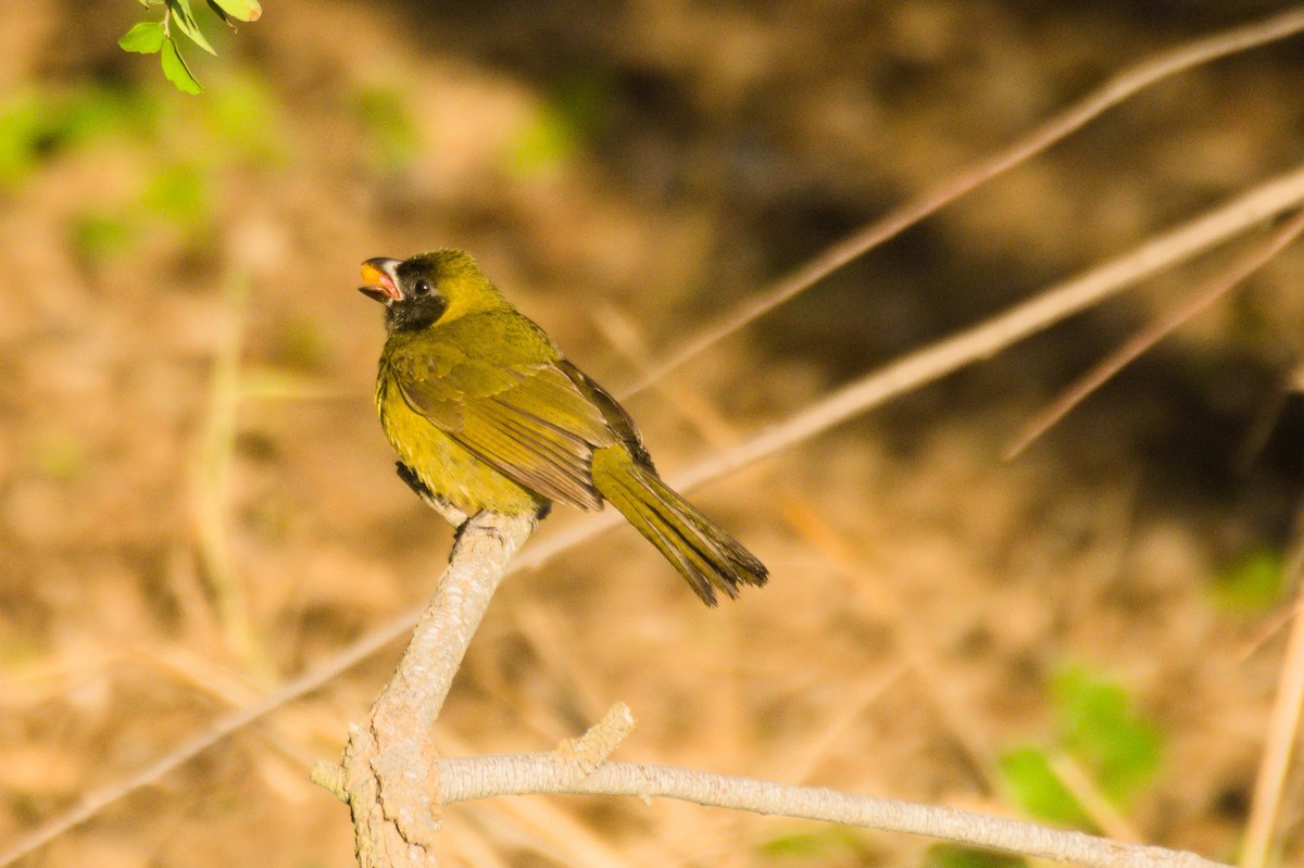 Crimson-collared Grosbeak - ML291786571