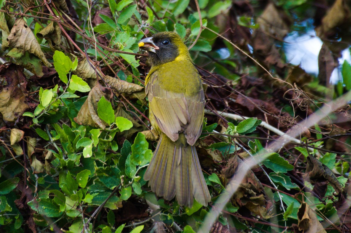 Crimson-collared Grosbeak - ML291786621