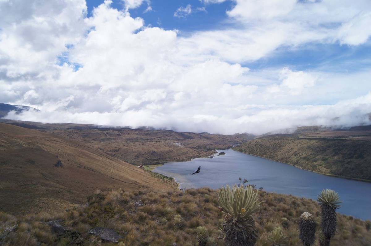 Andean Condor - ML291786921