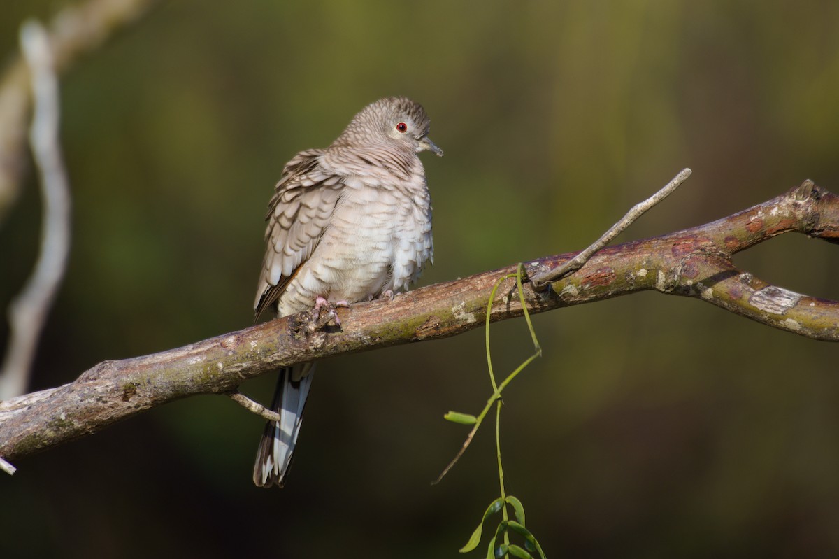 Inca Dove - ML291790291