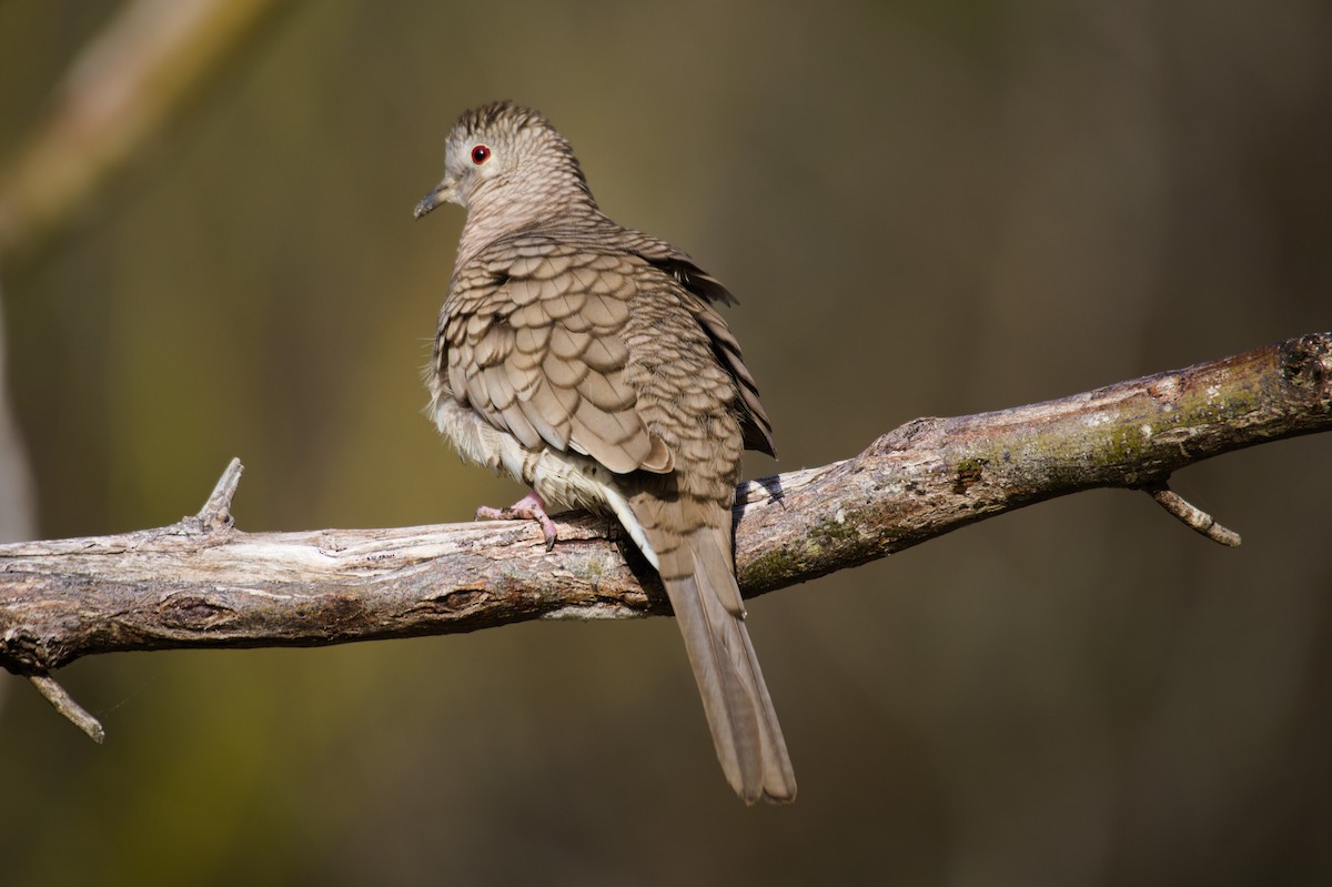 Inca Dove - ML291790321