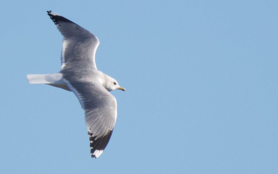 Common Gull (Russian) - ML291791251