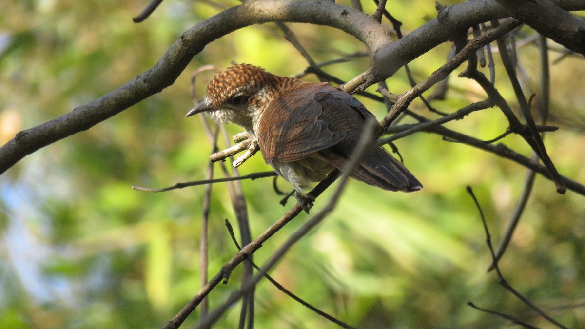 Banded Bay Cuckoo - ML291791841