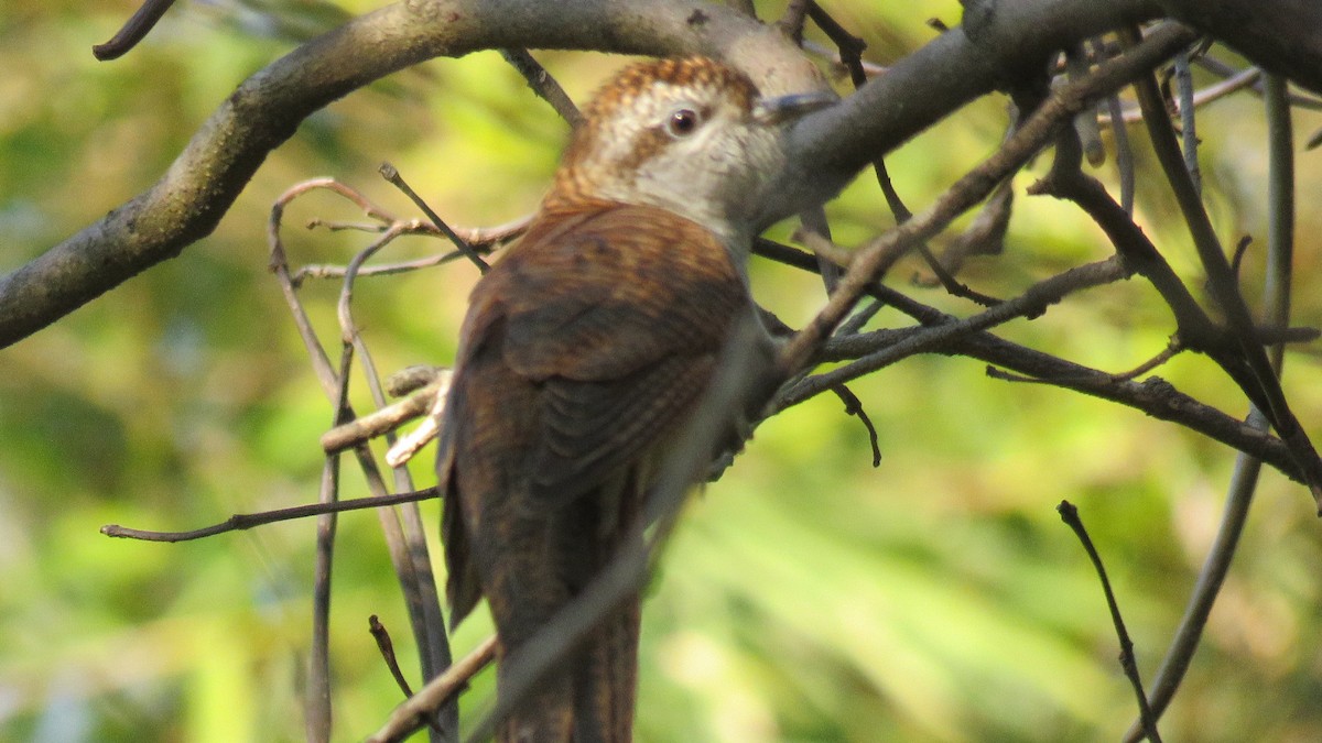 Banded Bay Cuckoo - ML291791851