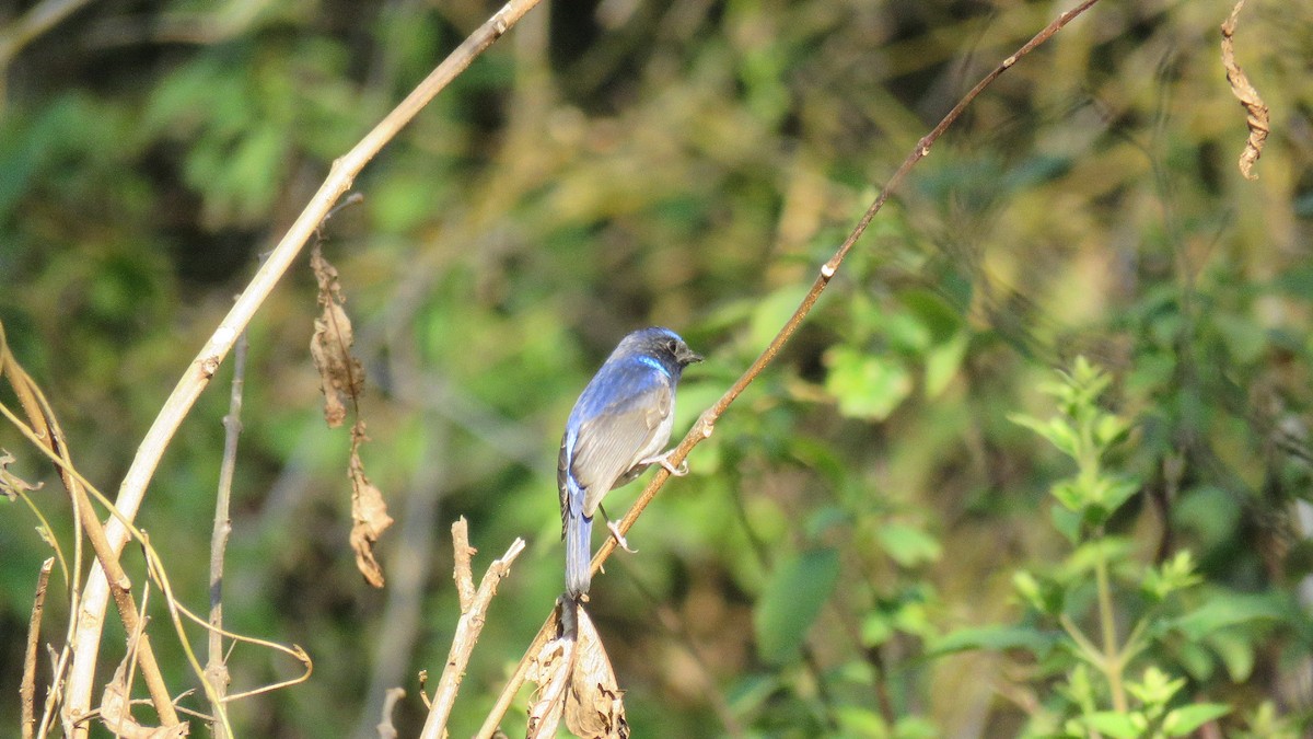 Feenblauschnäpper - ML291792031