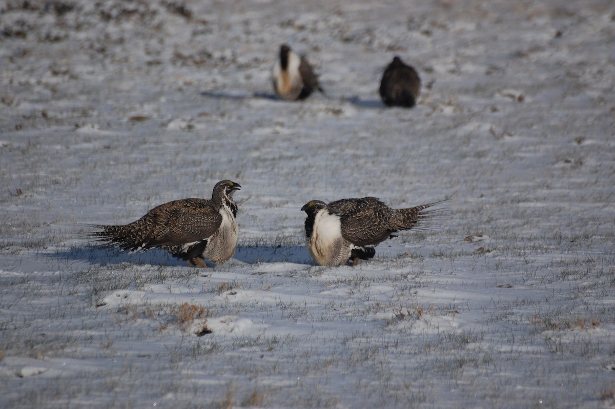 Greater Sage-Grouse - ML29179231