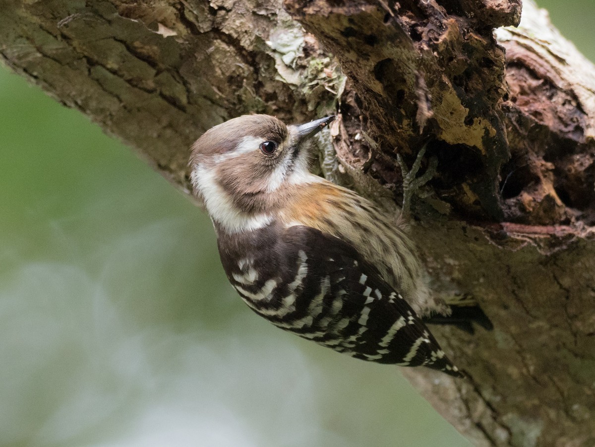 Japanese Pygmy Woodpecker - ML291793241
