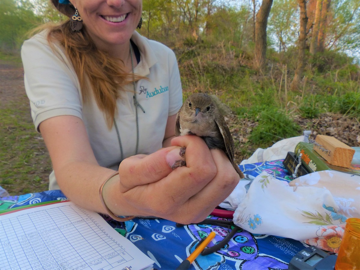 Northern House Wren - Shannon Carter